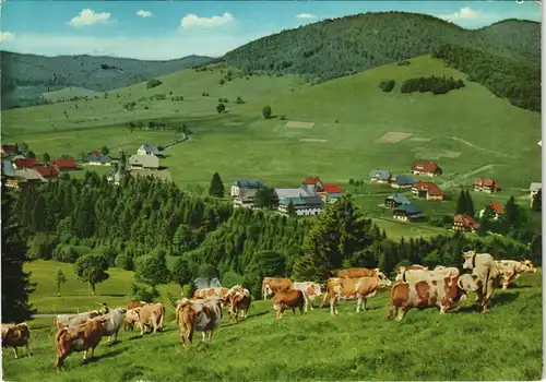 Ansichtskarte Bernau im Schwarzwald Panorama-Ansicht, Wiese mit Kühen 1978