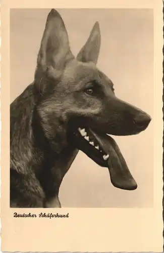 Ansichtskarte  Deutscher Schäferhund, German Shepard, Hund Dog 1950