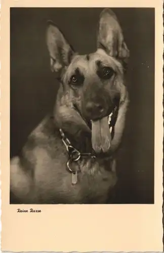 Ansichtskarte  Reine Rasse Schäferhund German Shepard Hund Dog 1950