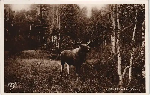 Polen Polska Kapitaler Elch Palwą, Krauskopf Echtfoto-AK Ostpreußen  1934