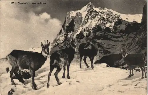 Ansichtskarte Grindelwald Wetterhorn - Gemsen 1915