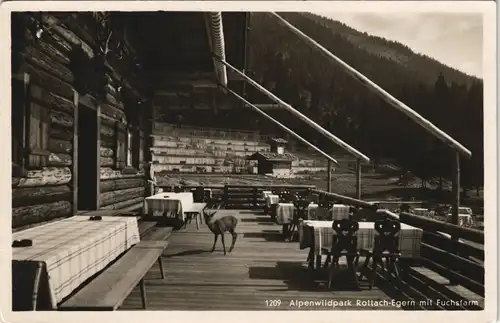 Ansichtskarte Egern-Rottach-Egern Alpenwildpark - Restaurant Reh 1932