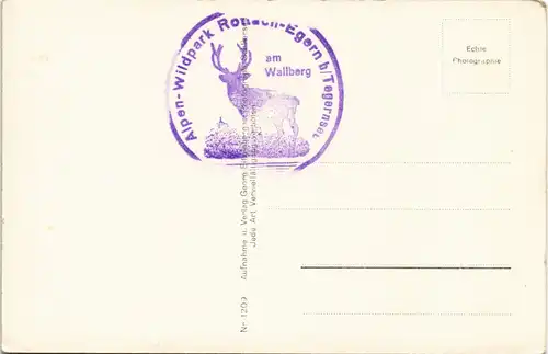 Ansichtskarte Egern-Rottach-Egern Alpenwildpark - Restaurant Reh 1932