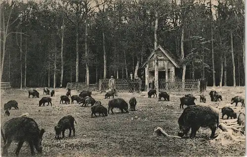 Ansichtskarte Göhrde Wildgehege Wildschweine Förster 1908
