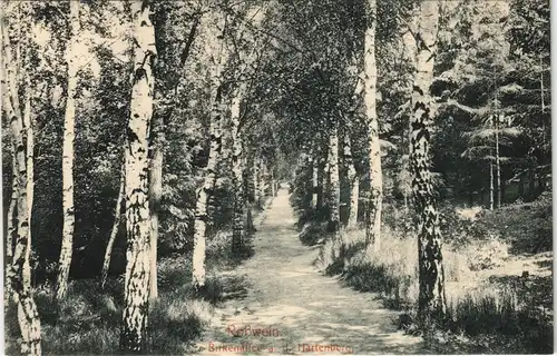 Ansichtskarte Rosswein/ Roßwein Birkenallee a.d. Hartenberg 1913