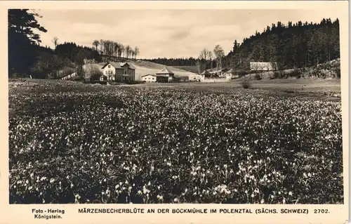 Polenz-Neustadt (Sachsen) Märzenbecherblüte an der Bockmühle im Polenztal 1955 #