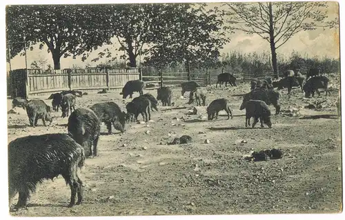 Ansichtskarte Moritzburg Umland-Ansicht Tiere Eber-Fütterung 1906
