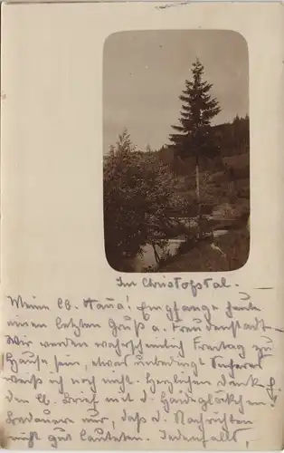 Ansichtskarte Freudenstadt Waldpartie 1909