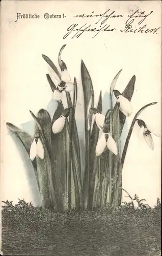 Glückwunsch Ostern / Easter Schneeglöckchen Künstlerkarte 1906