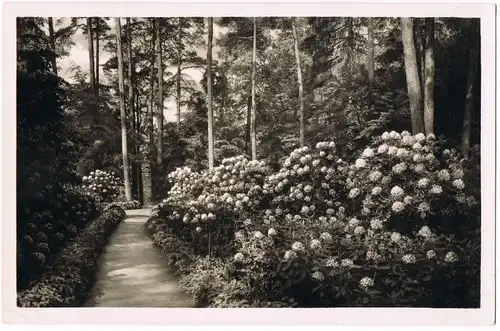 München Im Rhododendronhain Botanischer Garten München-Nymphenburg 1940