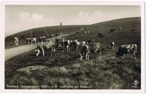 Feldberg (Schwarzwald) Feldberg (Schwarzwald) Vieh- Kuhherde am Seebuck 1940