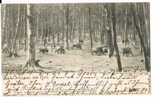 Ansichtskarte  Tiere Wildschweine im Harz 1904