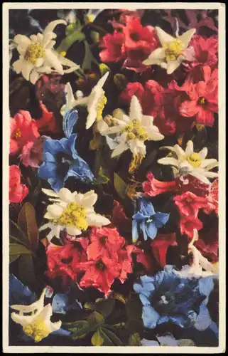 Ansichtskarte  Blumen (Bild) Enzian Edelweiß und Ähnlich 1939