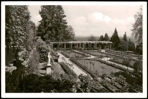 Ansichtskarte Insel Mainau-Konstanz Partie im Rosengarten 1954