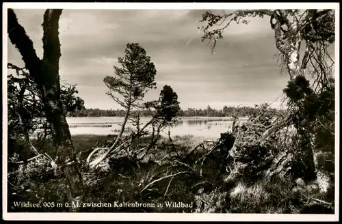 Ansichtskarte Gernsbach Wildsee Partie zwischen Kaltenbronn u. Wildbad 1953