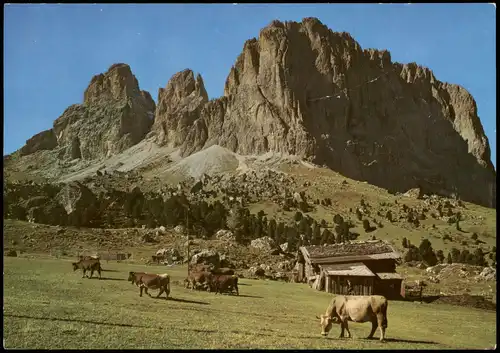 .Trentino-Südtirol Dolomiten Lankofelstock Weide mit Kühen 1968