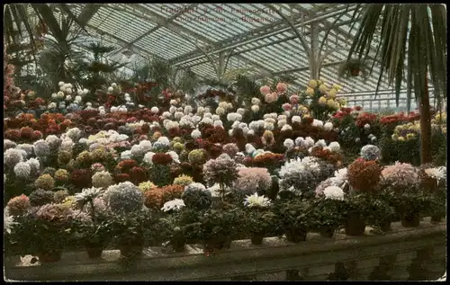 Ansichtskarte Frankfurt am Main Palmengarten Blumenschau 1913