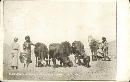 HARVEST-OXEN & HORSE TREADING OUT CORN. Afrika Wüste Africa 1939
