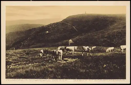Ansichtskarte Feldberg (Schwarzwald) Kuhherde - Feldberg 1923