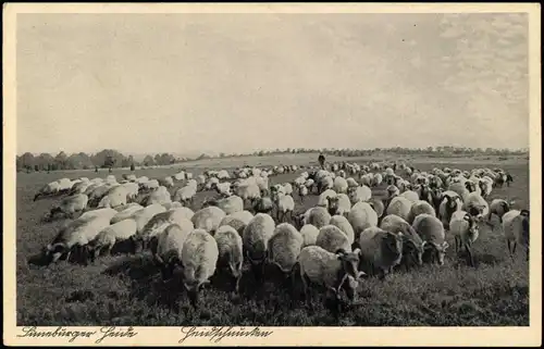 Ansichtskarte Lüneburger Heide Schäfer - Schaafsherde 1942