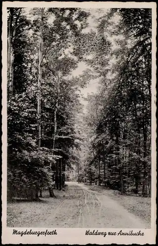 Magdeburgerforth-Möckern Waldweg zur Annibuche Umland-Ansicht 1920