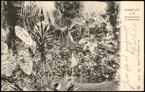 Ansichtskarte Frankfurt am Main Wasserfallpartie im Palmenhaus 1905/1904