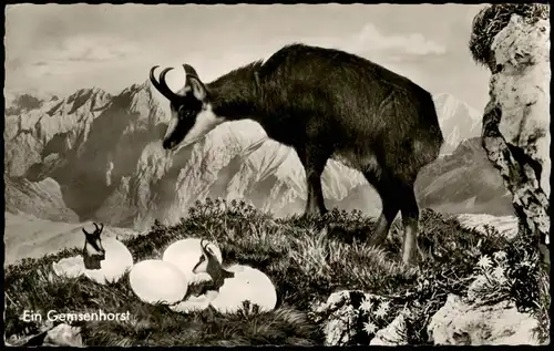 Ansichtskarte  Gemse Gemsenhorst Tiere - Gemsen 1960