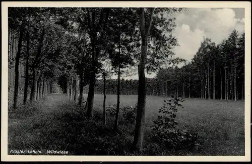 Lehnin-Kloster Lehnin Umland-Ansicht Wildwiese mit Wald Partie 1920