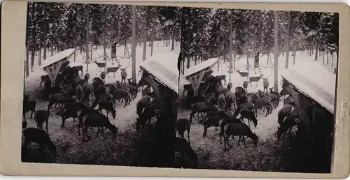 Ansichtskarte .Bayern Rehe im Winterwald CDV Kabinettfoto 1893 3D/Stereoskopie