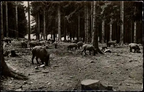 Ansichtskarte  Tiere - Wildschweine im Harz, DDR AK 1957