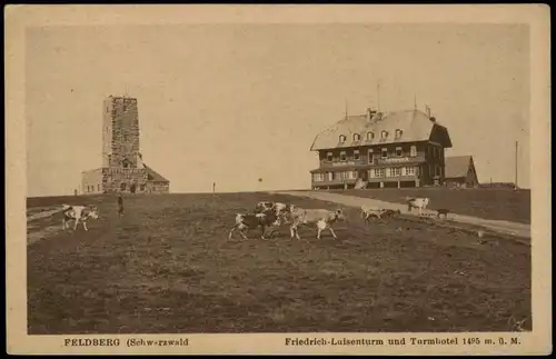 Ansichtskarte Feldberg (Schwarzwald) Feldberg (1500m) Schwarzwald - Kühe 1928