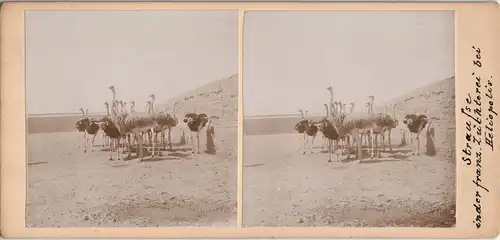 Egypt Ägypten Strausenfarm Heliopolis CDV Kabinettfoto 1909 Privatfoto
