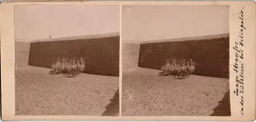 Ägypten Egypt Junge Strause CDV Kabinettfoto Heliopolis 1909 Privatfoto