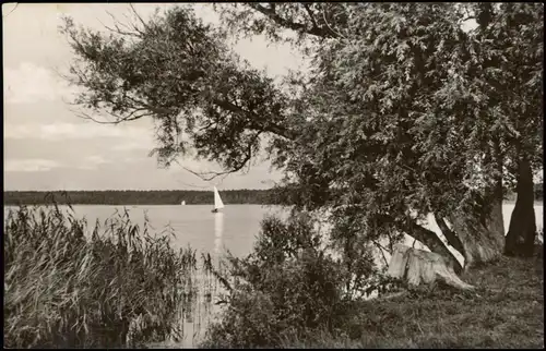 Ansichtskarte Arendsee (Altmark) Arendsee Seeblick vom Ufer aus, DDR AK 1966
