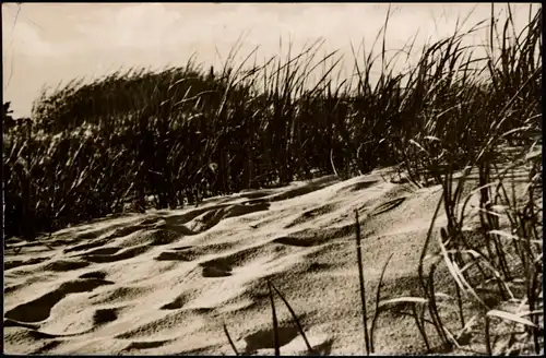 Ansichtskarte .Mecklenburg-Vorpommern Ostsee/ Baltic Sea in den Dünen 1958