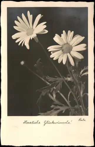 Ansichtskarte  Glückwunsch Geburtstag Birthday - Blumen Fotokunst 1937