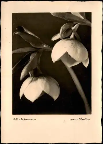 Ansichtskarte  Botanik :: Blumen - Christrosen Fotokunst 1938