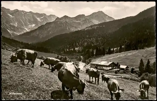 Bad Hindelang Kuh Herde am Alpe Mitterhaus Retterschwangtal 1960