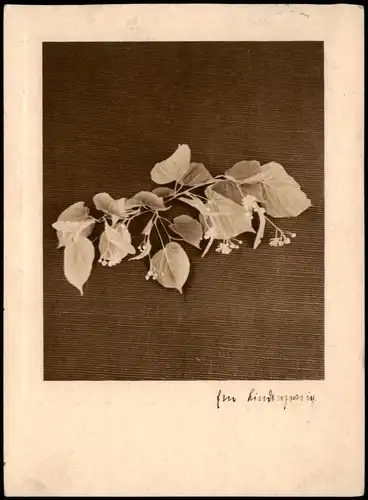 Ansichtskarte  Botanik :: Lindenzweig - Fotokunst 1937