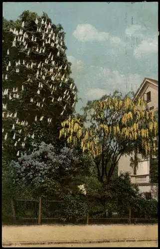 Ansichtskarte  Stimmungsbild: Frühling Baumblüte Haus 1918