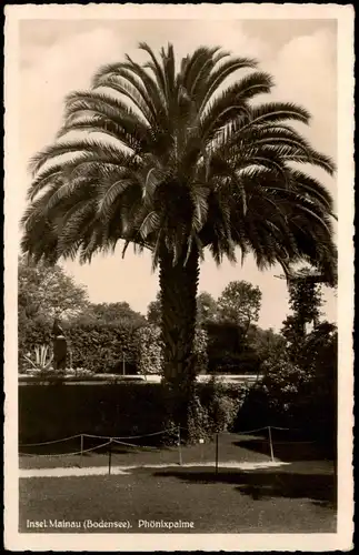 Ansichtskarte Reichenau (Bodensee) Phönixspalme 1930