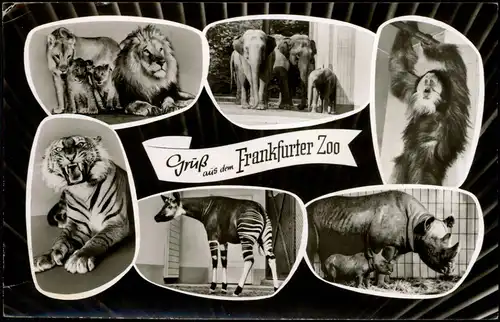 Ansichtskarte Frankfurt am Main Zoologischer Garten - Tiere 1965
