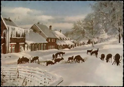 Ansichtskarte Bad Harzburg Wildfütterung - Winter, Straße 1965