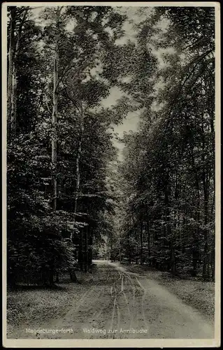 Ansichtskarte Magdeburgerforth-Möckern Waldweg zur Annibuche 1930