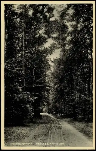 Ansichtskarte Magdeburgerforth-Möckern Weg zur Annibuche 1932