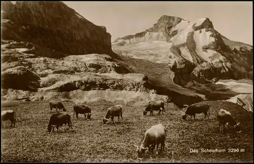 Ansichtskarte Unterschächen Das Schneehorn - Kühe Gletscher Glacier 1928