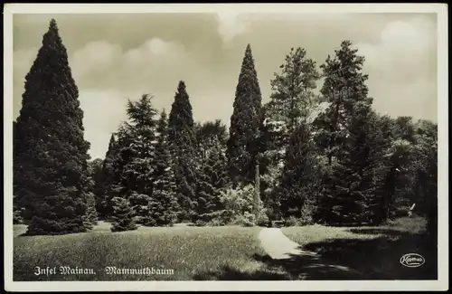 Ansichtskarte Insel Mainau-Konstanz Ortsansicht Park Mammuthbaum 1940