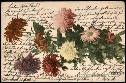 Botanik :: Blumen, Farbenlichtdruck 1902 gel. Ankunftsstempel Crailsheim