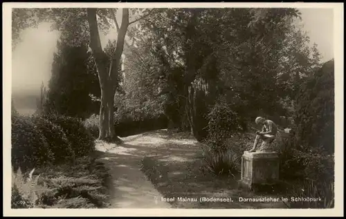 Insel Mainau-Konstanz (Bodensee). Dornauszieher im Schloßpark 1932