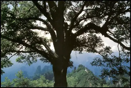 Wulingyuan Scenery 卧龙岭 Sleeping Dragon Hill China Ganzsachen-Postkarte 2000